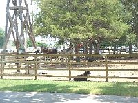 Farm animals are at home in Old City Park. The mules seem to favor the shade of the tree on this July 4. The goat doesn't seem to mind the heat.